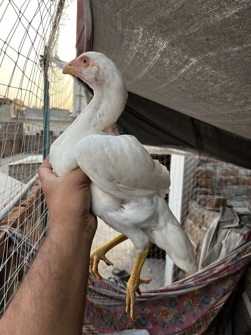 Parmoz male,heere yellow nuk nali female,jawa sawa male,white Female — photo 9