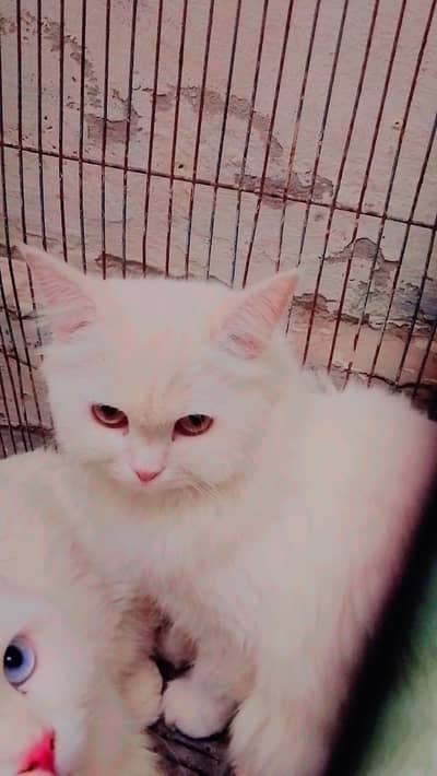 Persian cat for sale pair