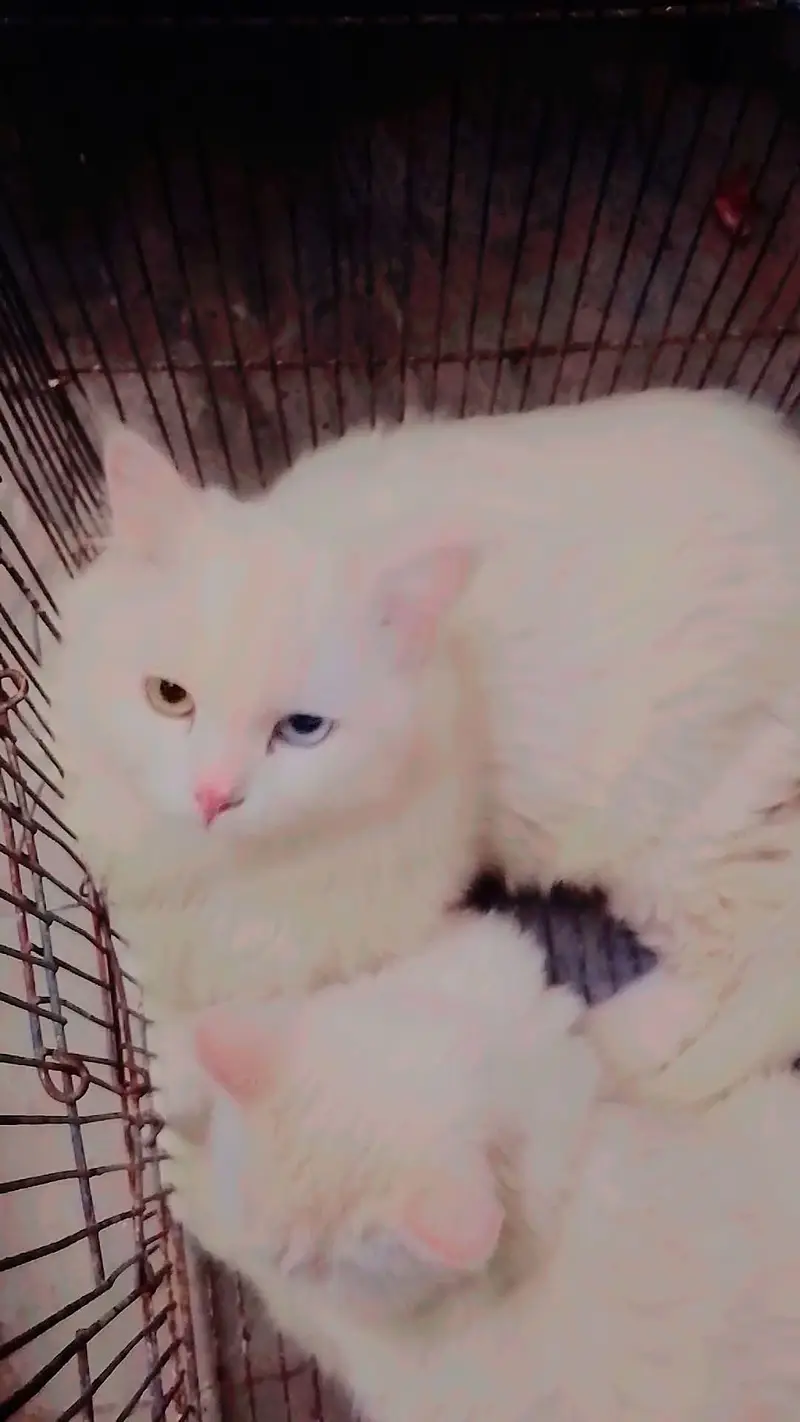 Persian cat for sale pair — photo 2
