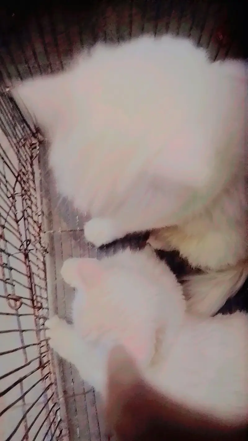 Persian cat for sale pair — photo 3