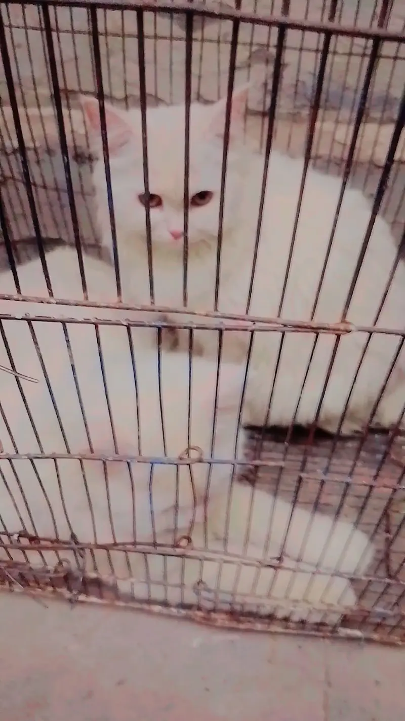 Persian cat for sale pair — photo 4