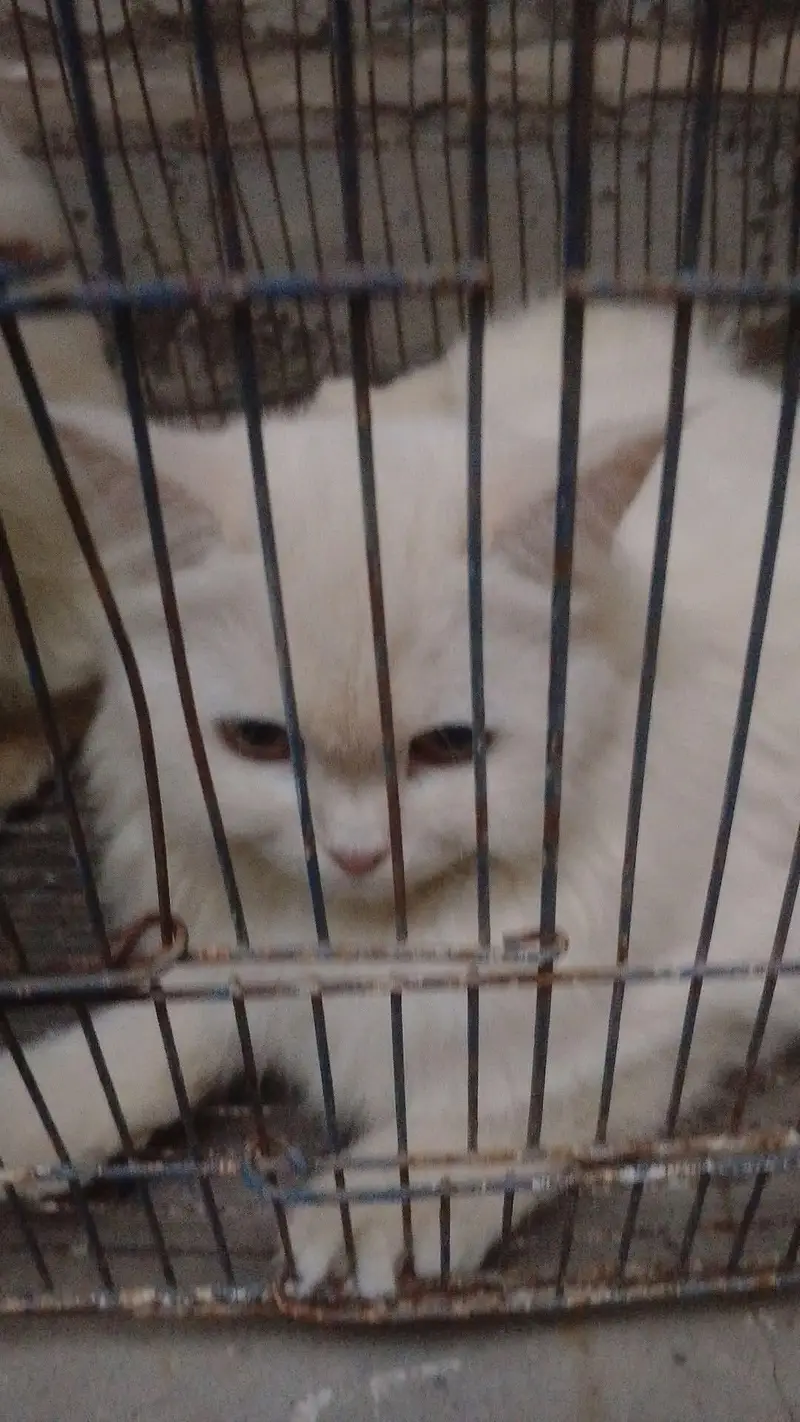 Persian cat for sale pair — photo 5