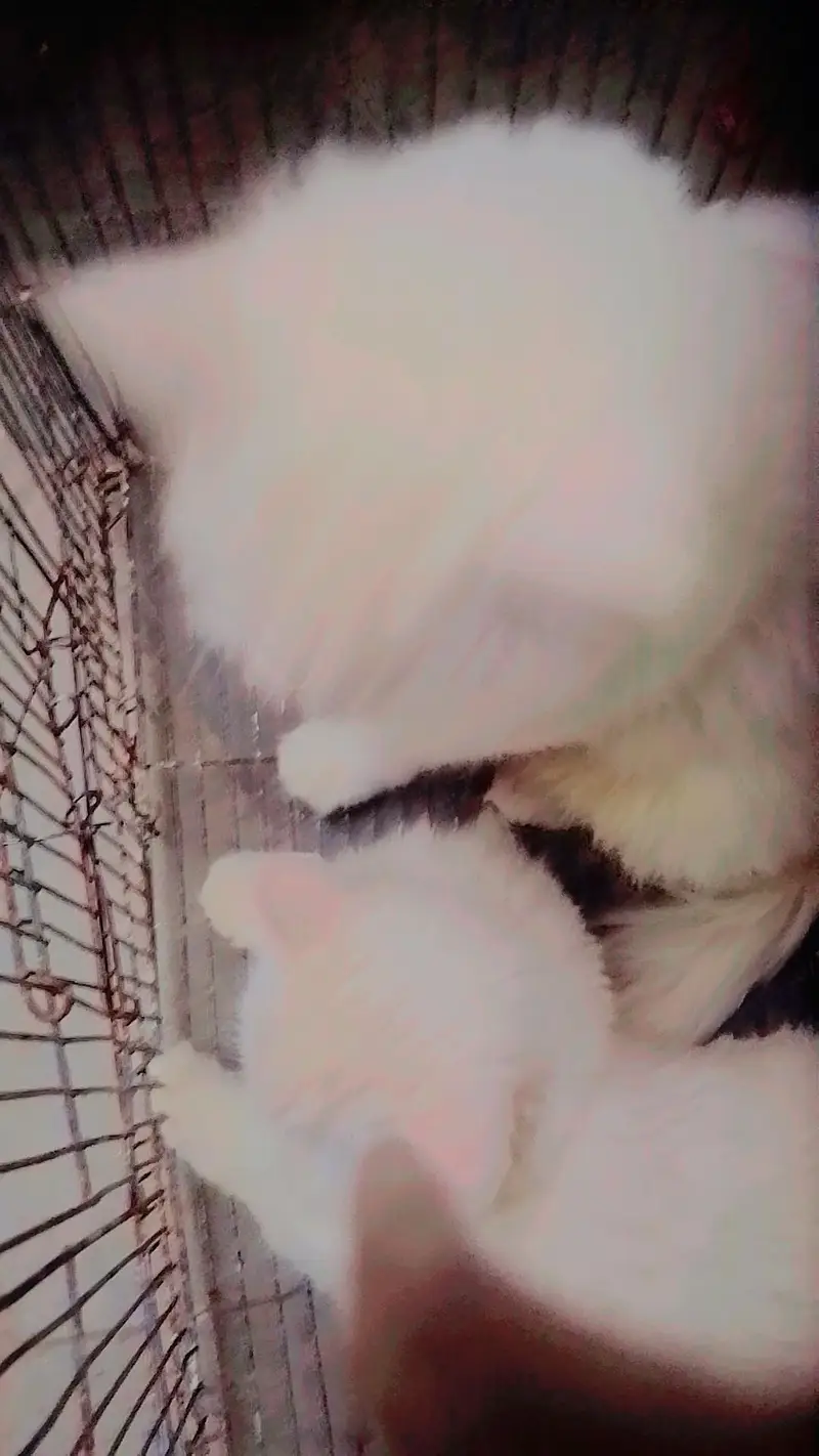 Persian cat for sale pair — photo 6