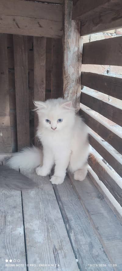 Bue eyes punch face triple coated Persian cats and kittens