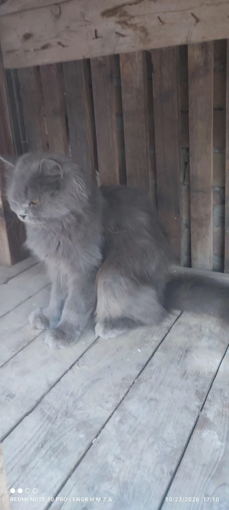 Bue eyes punch face triple coated Persian cats and kittens — photo 2