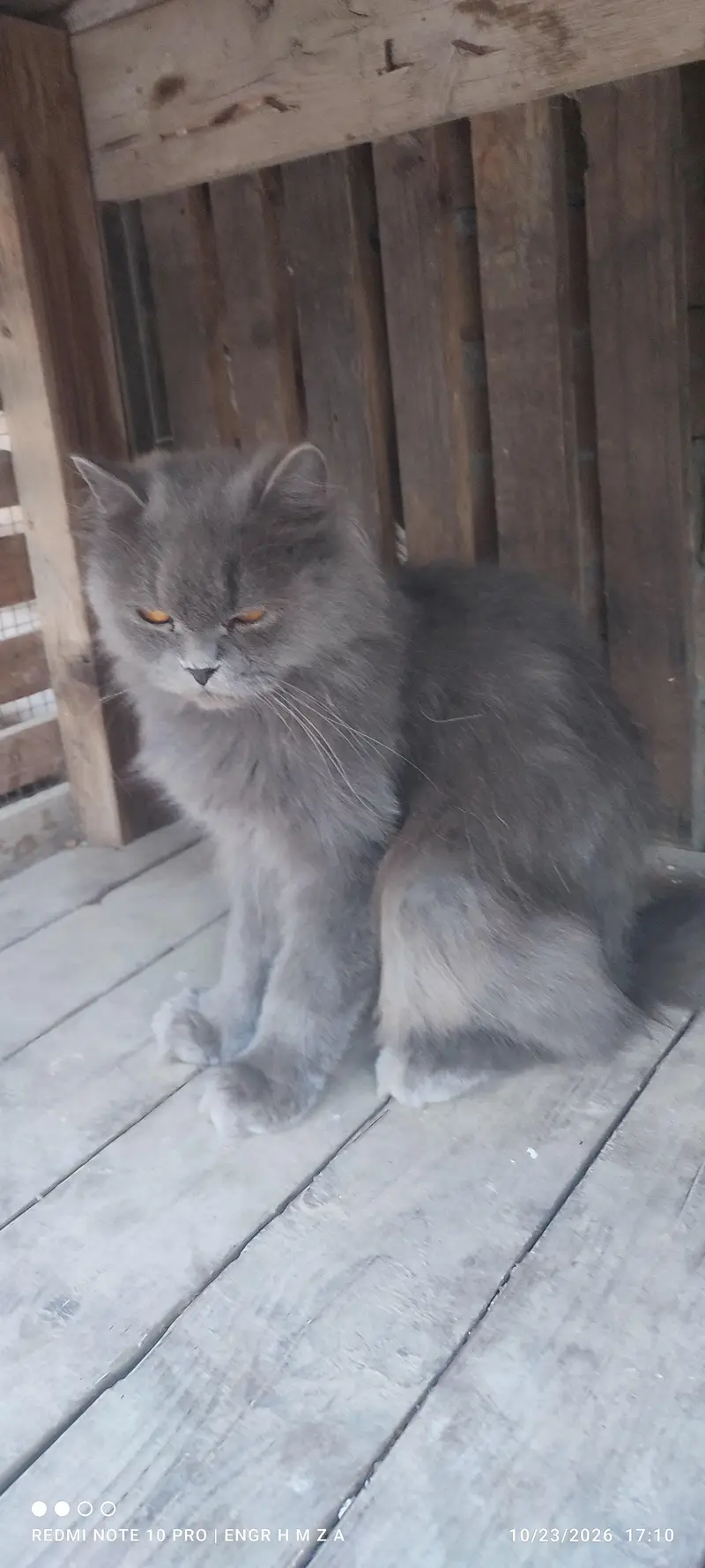 Bue eyes punch face triple coated Persian cats and kittens — photo 3