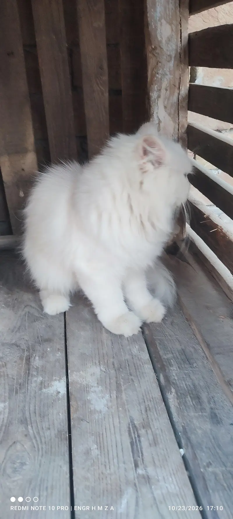 Bue eyes punch face triple coated Persian cats and kittens — photo 4