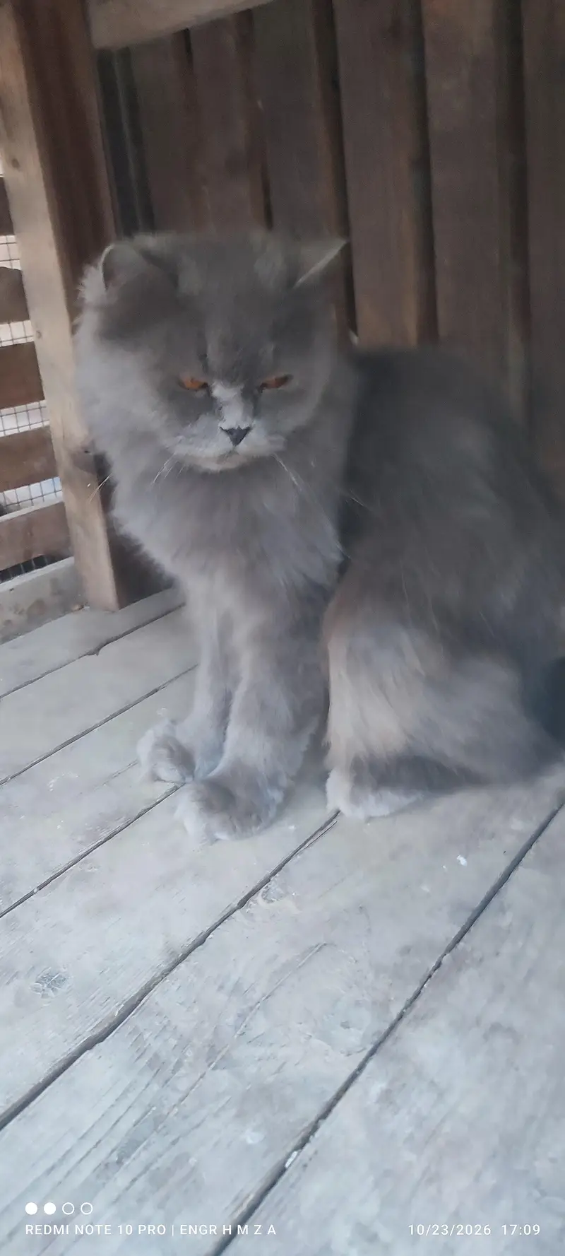 Bue eyes punch face triple coated Persian cats and kittens — photo 5