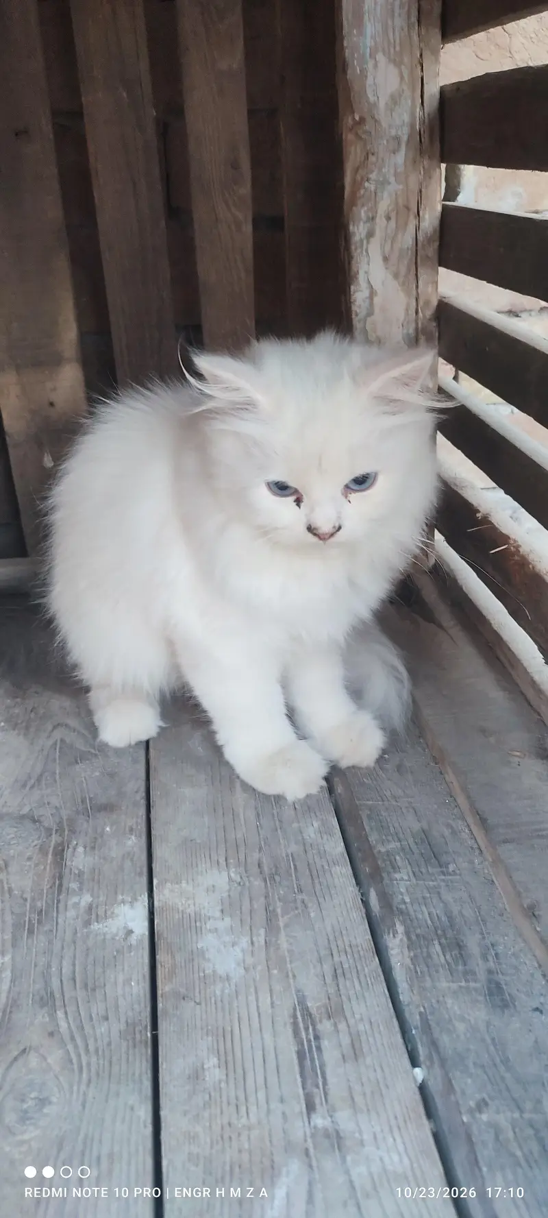 Bue eyes punch face triple coated Persian cats and kittens — photo 6