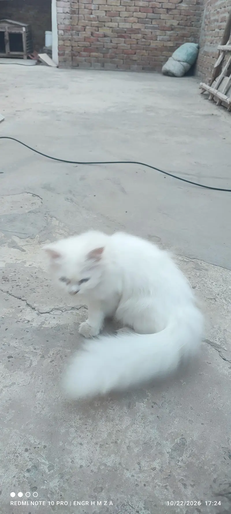 Bue eyes punch face triple coated Persian cats and kittens — photo 7