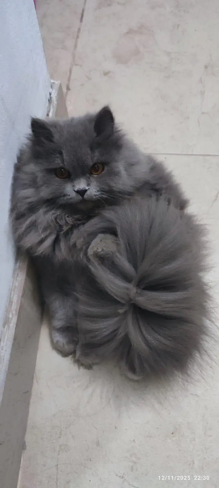 Bue eyes punch face triple coated Persian cats and kittens — photo 8