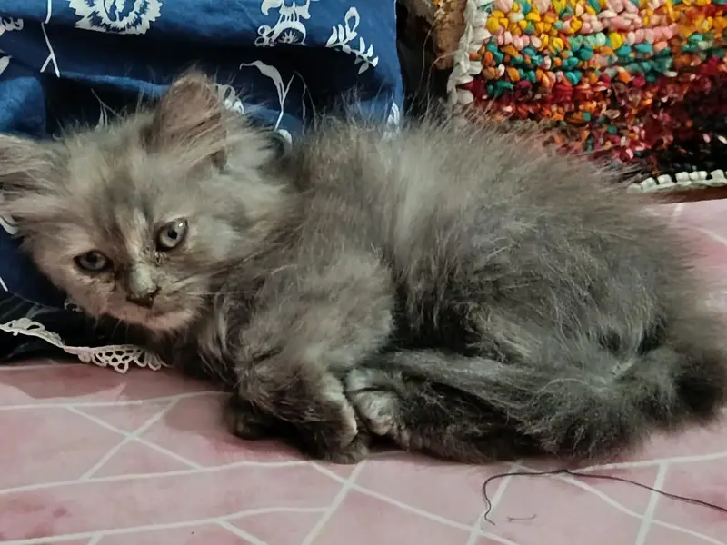 Bue eyes punch face triple coated Persian cats and kittens — photo 10