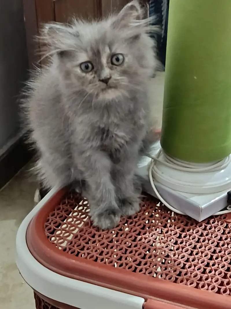 Bue eyes punch face triple coated Persian cats and kittens — photo 11