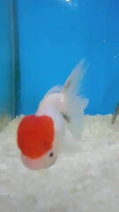 Beautiful Active pair Red Cap Oranda Goldfish for Sale