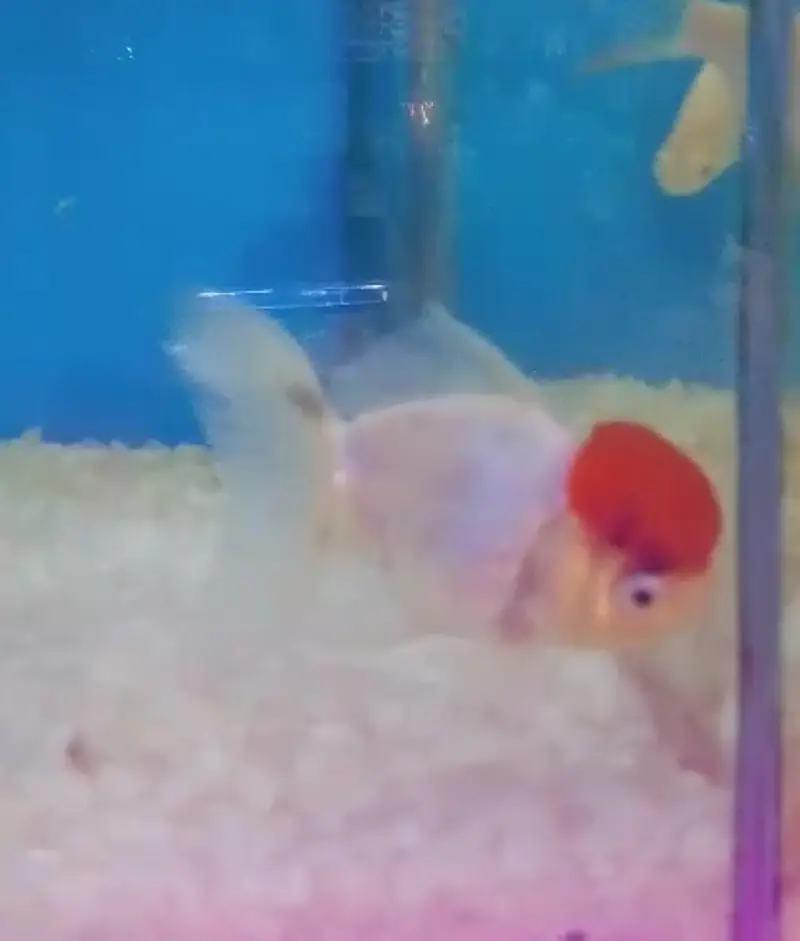 Beautiful Active pair Red Cap Oranda Goldfish for Sale — photo 2