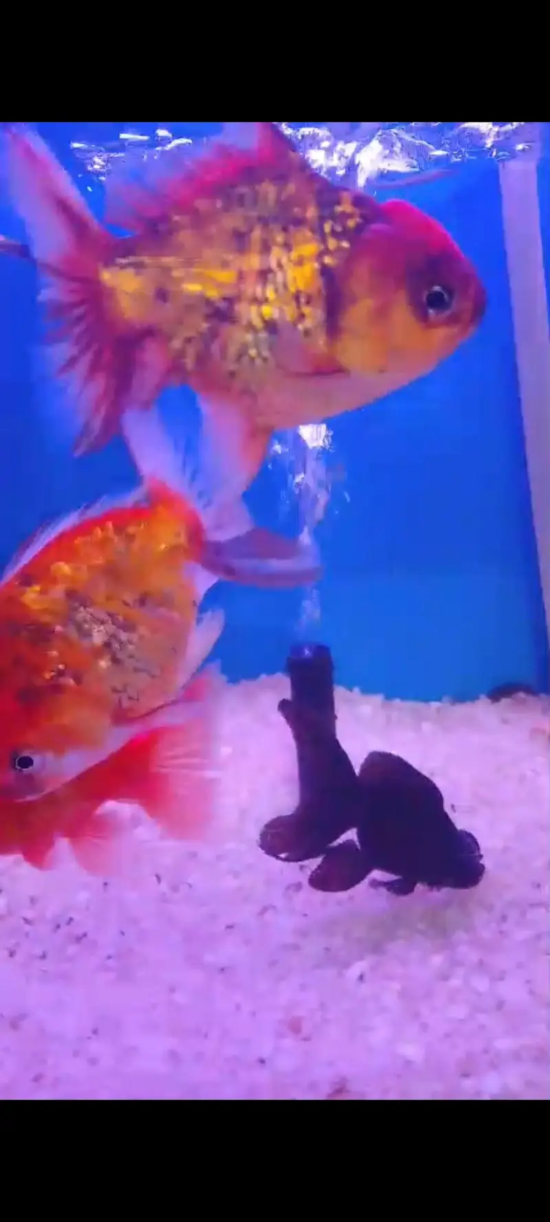 Beautiful Active pair Red Cap Oranda Goldfish for Sale — photo 3