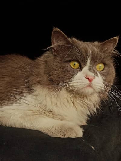 Male Cat available for Mating - Cat Mating Service