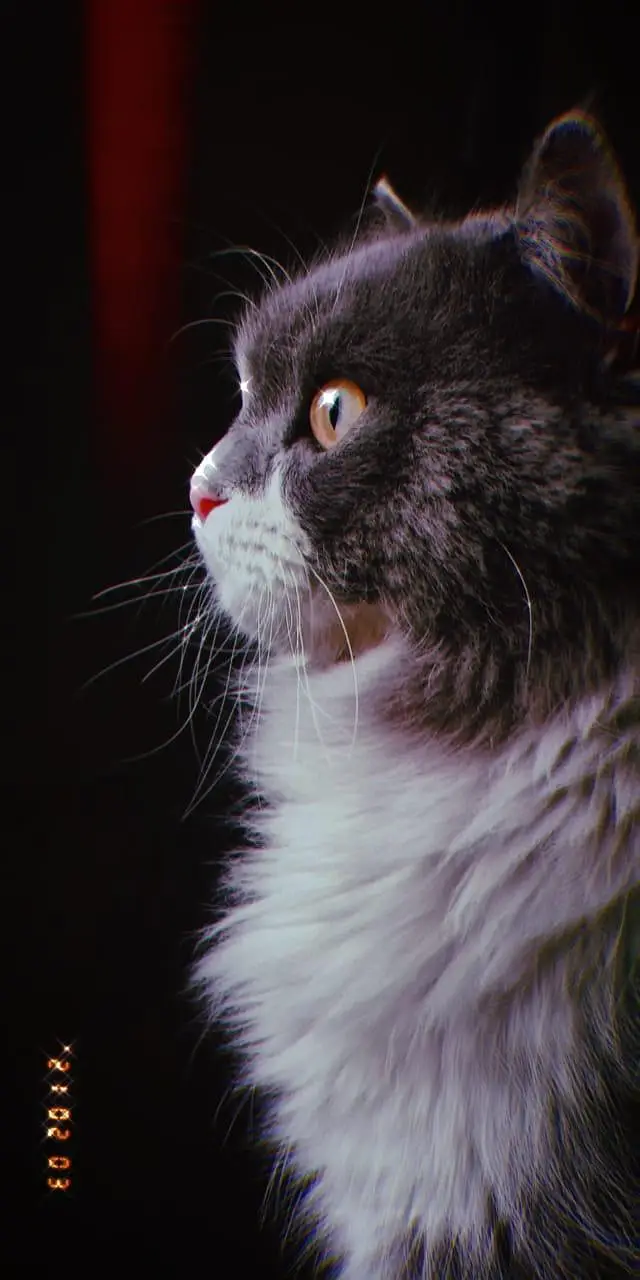 Male Cat available for Mating - Cat Mating Service — photo 2