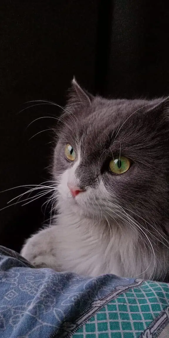 Male Cat available for Mating - Cat Mating Service — photo 3