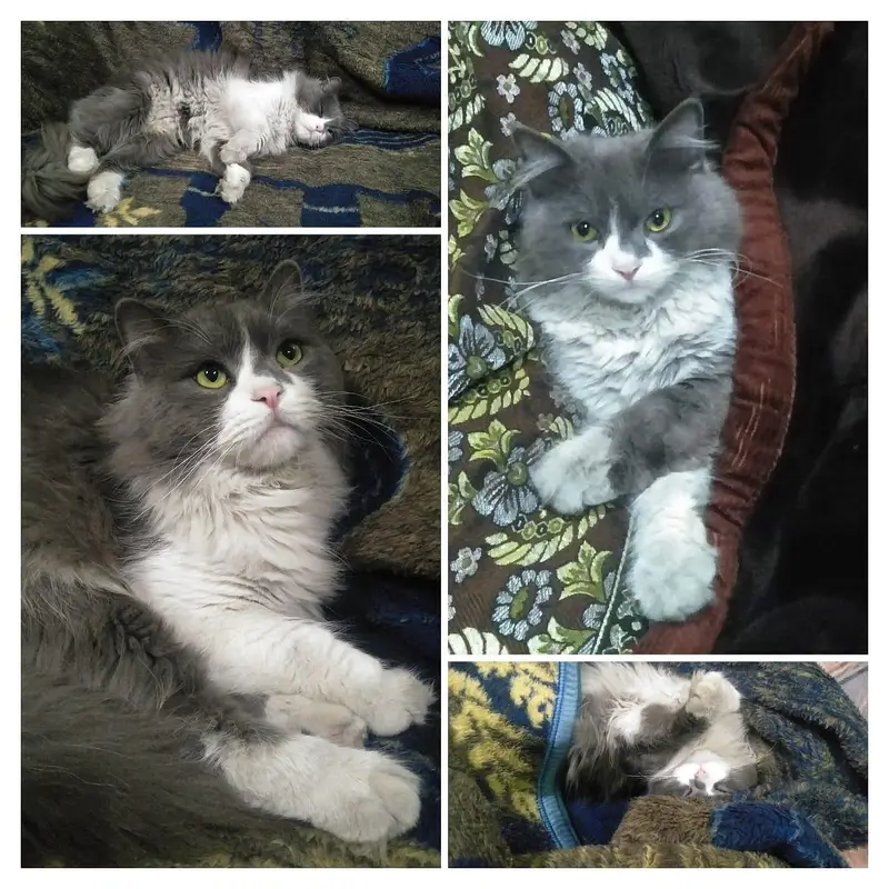 Male Cat available for Mating - Cat Mating Service — photo 4