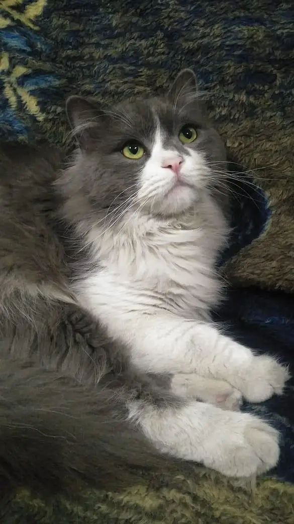Male Cat available for Mating - Cat Mating Service — photo 5