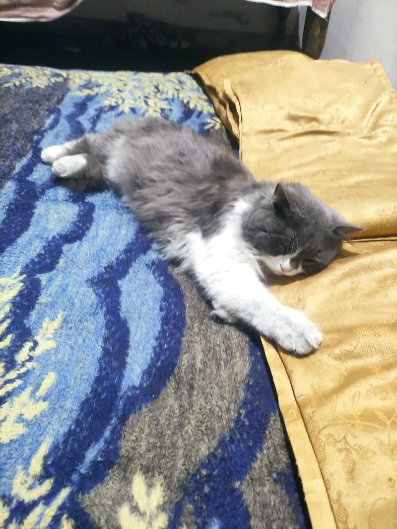Male Cat available for Mating - Cat Mating Service — photo 6