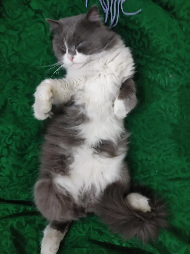 Male Cat available for Mating - Cat Mating Service — photo 7