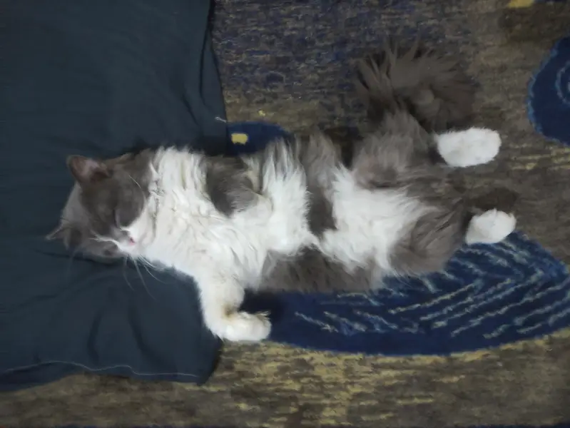 Male Cat available for Mating - Cat Mating Service — photo 8