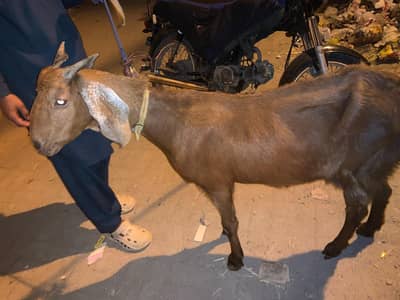bakri kamori cross ha