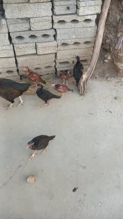 mianwali lasani lakha aseel