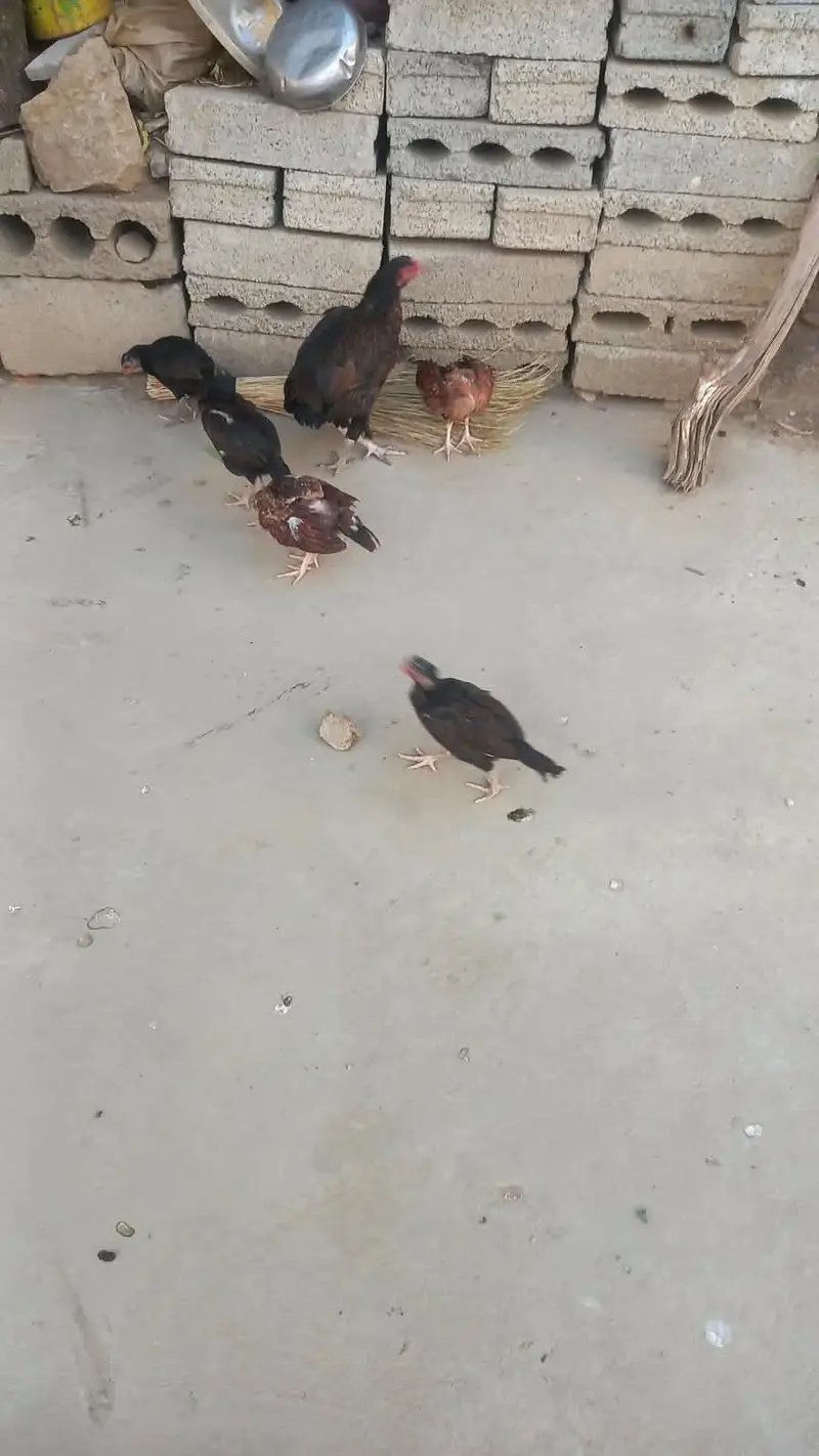 mianwali lasani lakha aseel — photo 2