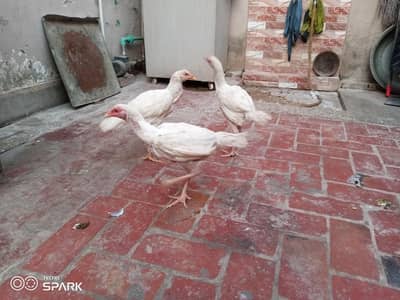 3 Month Old Heera Aseel Chicks for Sale  | Pure Breed