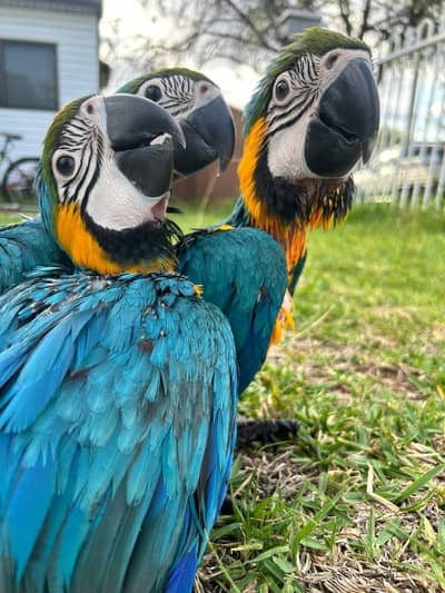 blue macaw parrot chicks for 0329/3088/507