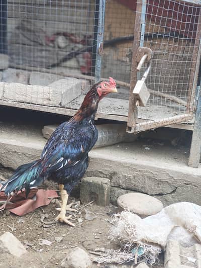 Aseel and desi male and female kurak hony wli hens