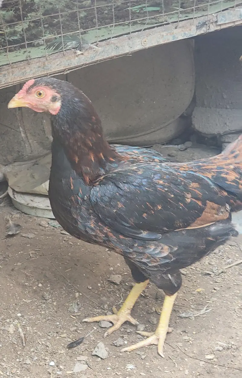 Aseel and desi male and female kurak hony wli hens — photo 2