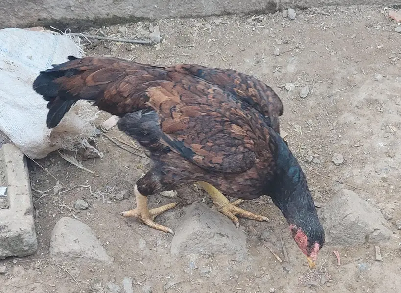 Aseel and desi male and female kurak hony wli hens — photo 3