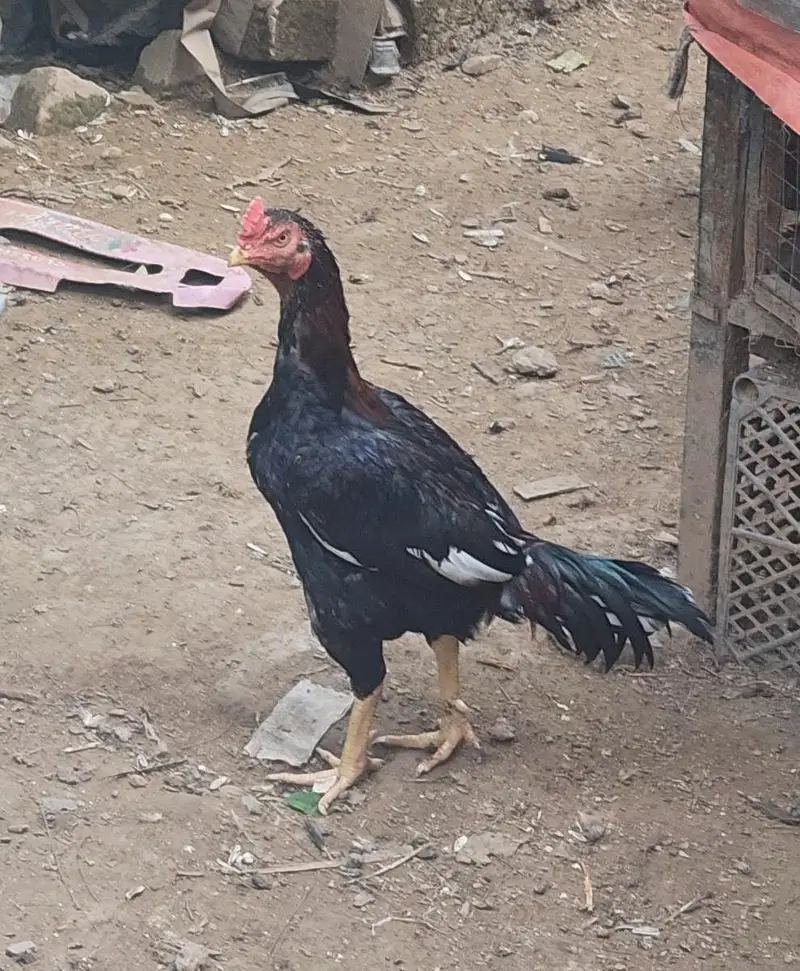 Aseel and desi male and female kurak hony wli hens — photo 4