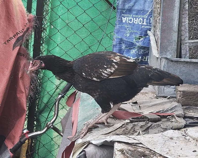 Aseel and desi male and female kurak hony wli hens — photo 5