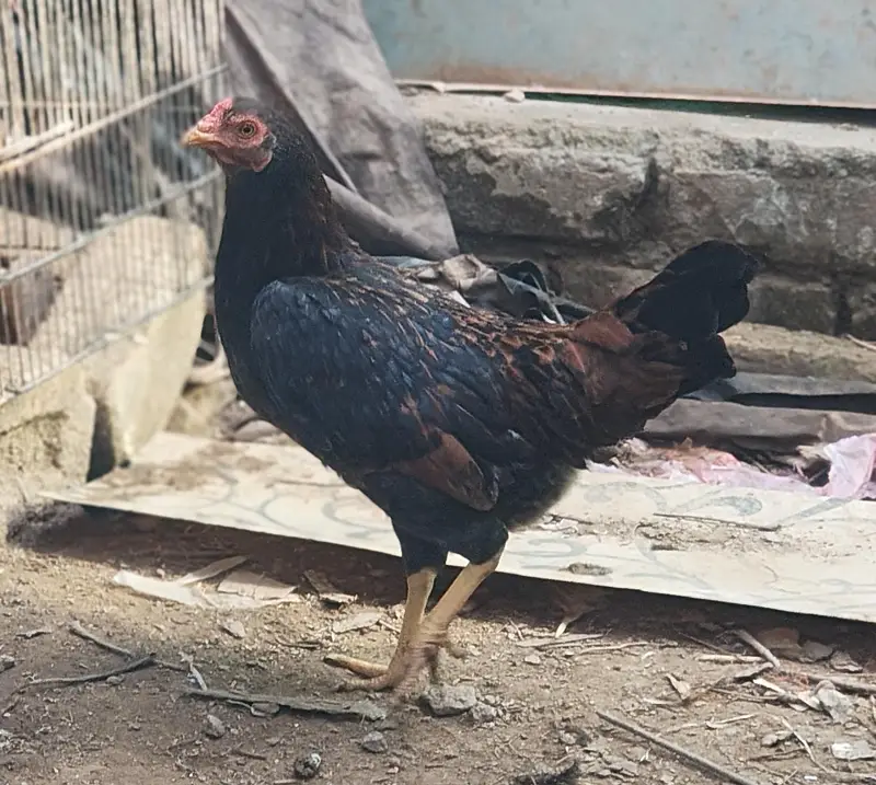 Aseel and desi male and female kurak hony wli hens — photo 6