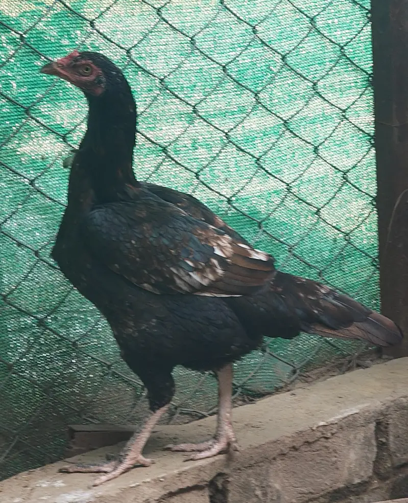 Aseel and desi male and female kurak hony wli hens — photo 7