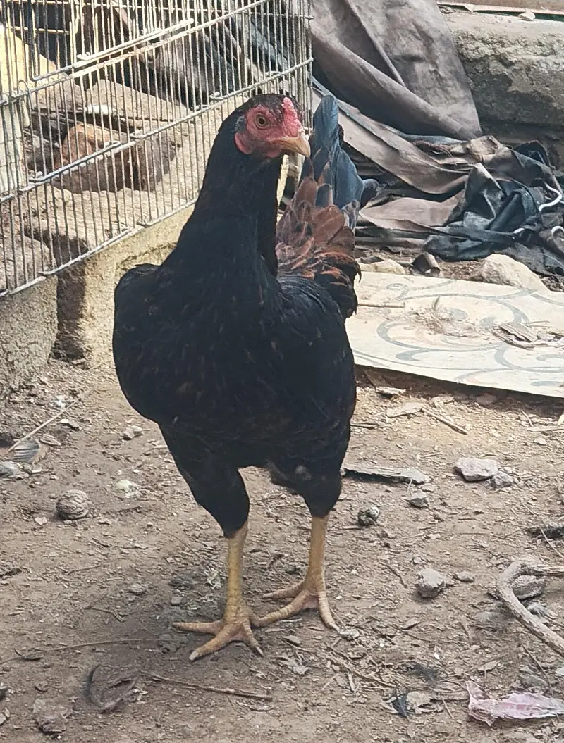 Aseel and desi male and female kurak hony wli hens — photo 8