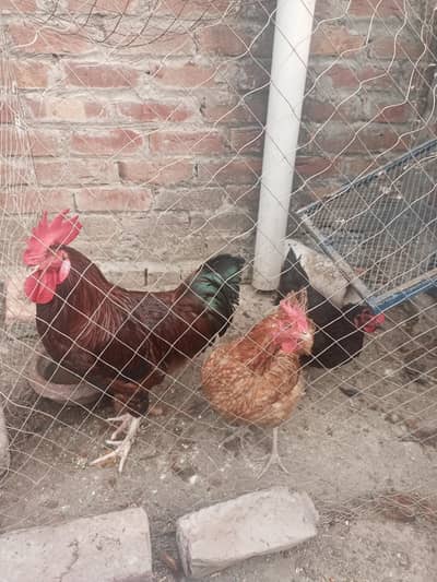 3 hen for sell