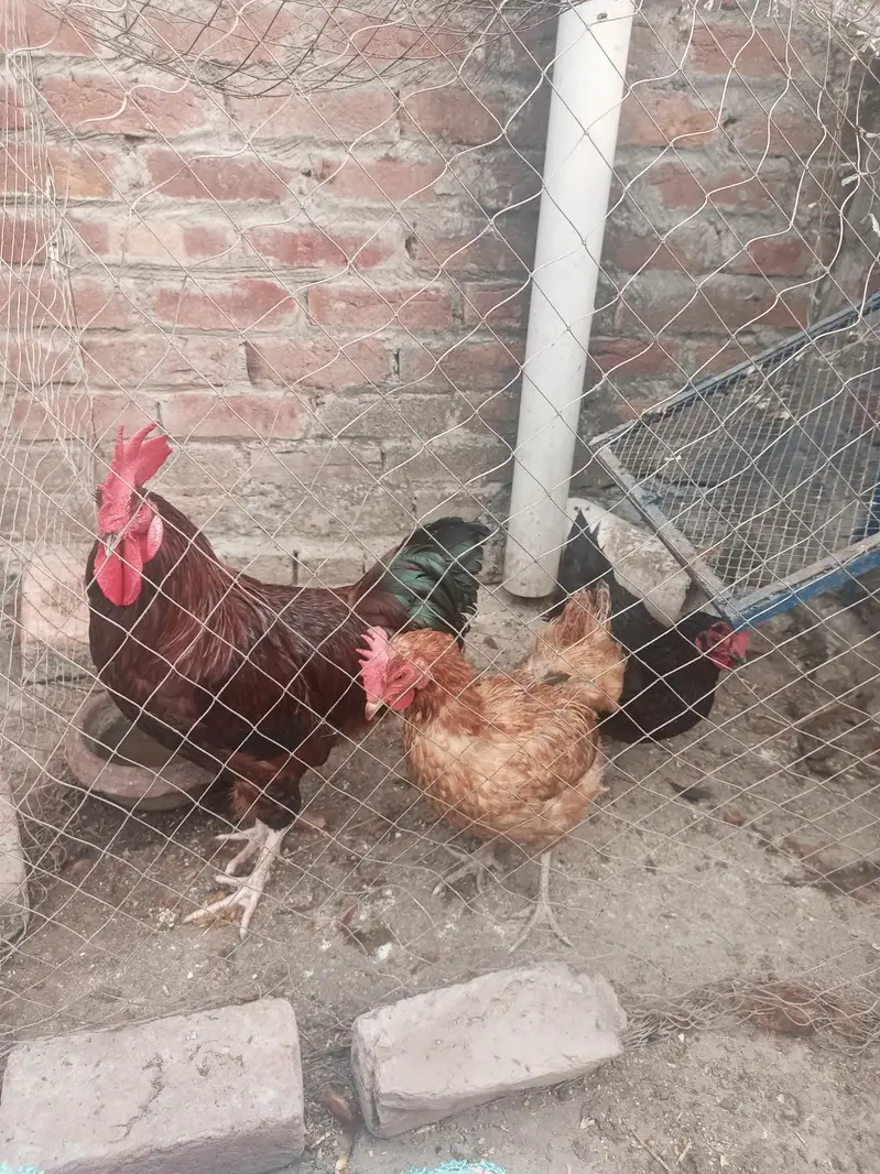 3 hen for sell — photo 2