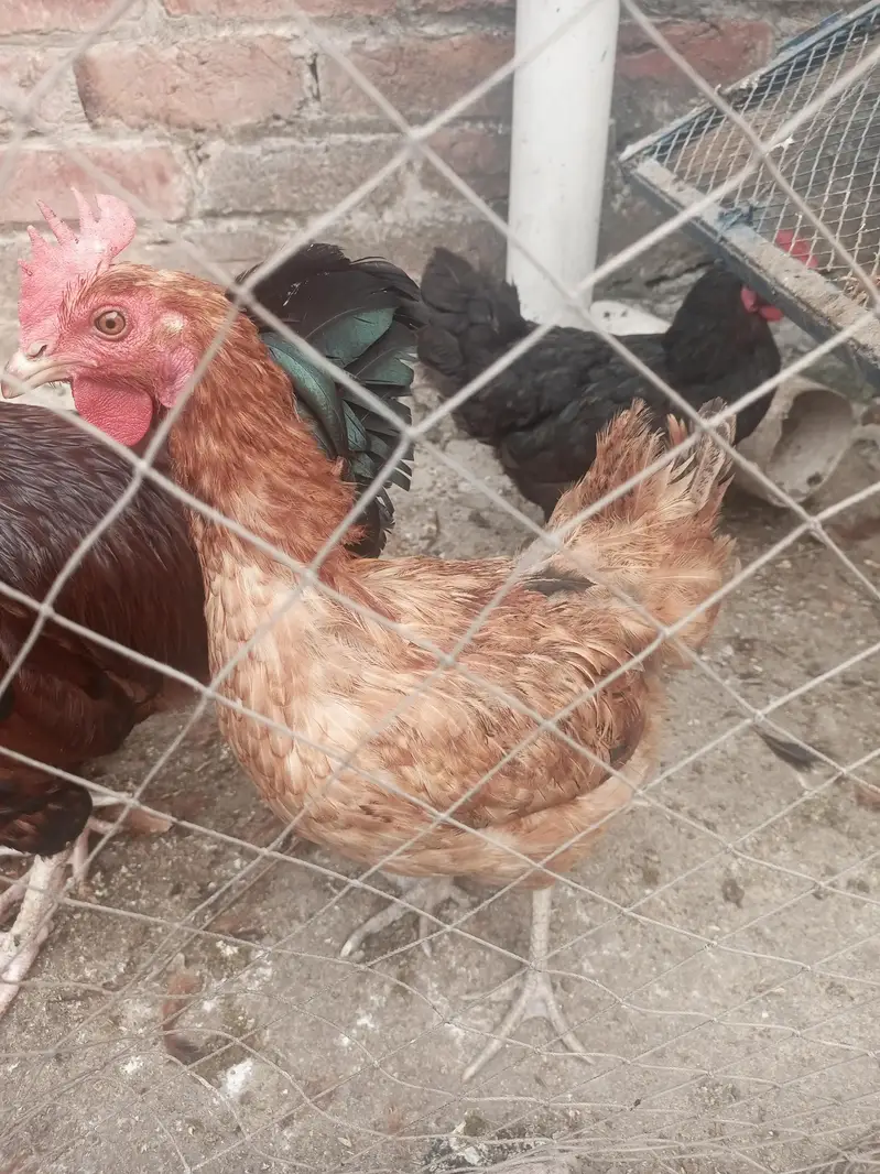 3 hen for sell — photo 3
