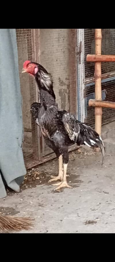 blue Shamo for sale 0322 (8072) 987