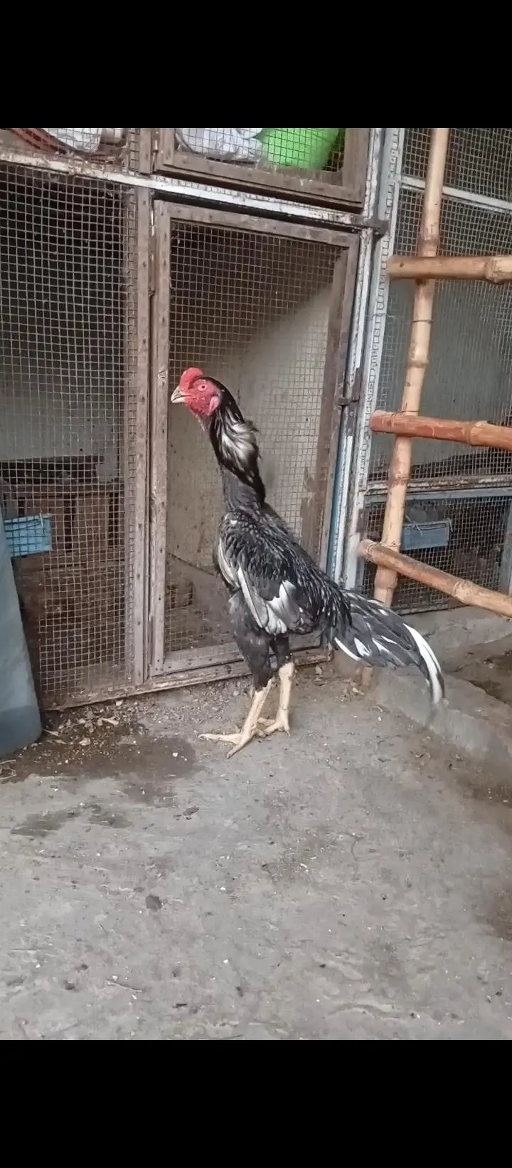 blue Shamo for sale 0322 (8072) 987 — photo 3