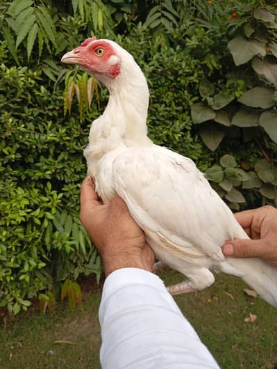 Aseel murgi waite