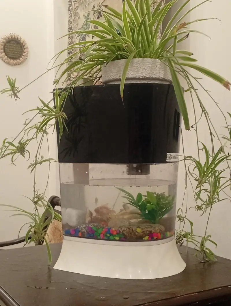aquarium from water purifier — photo 2