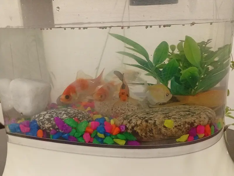 aquarium from water purifier — photo 3