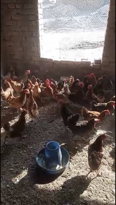 Golden misri available fully active  egg layer ha